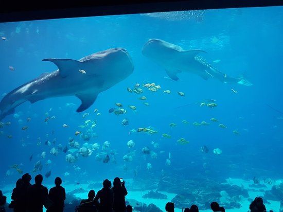 Georgia Aquarium